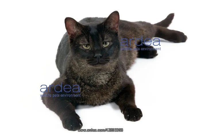 : Cat - Chausie Grizzled - lying down : Cat - Chausie Grizzled - lying down