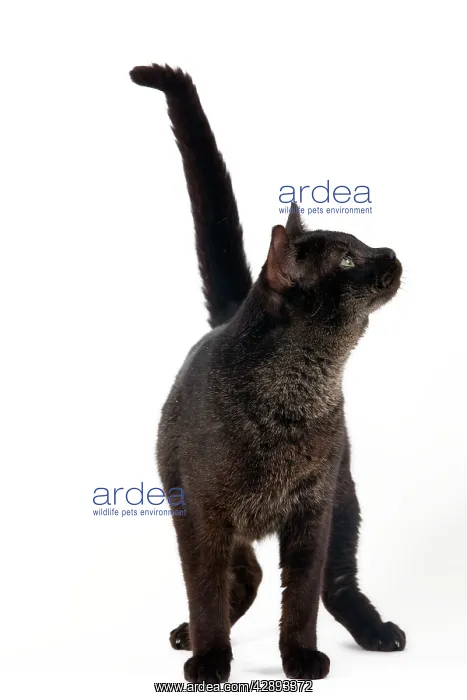  : Cat - Chausie Grizzled - standing looking up