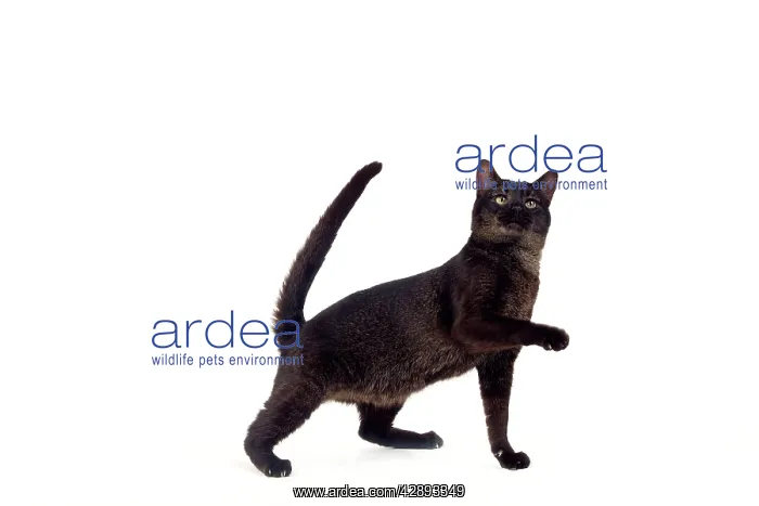 : Cat - Chausie Grizzled - standing with raised paw : Cat - Chausie Grizzled - standing with raised paw