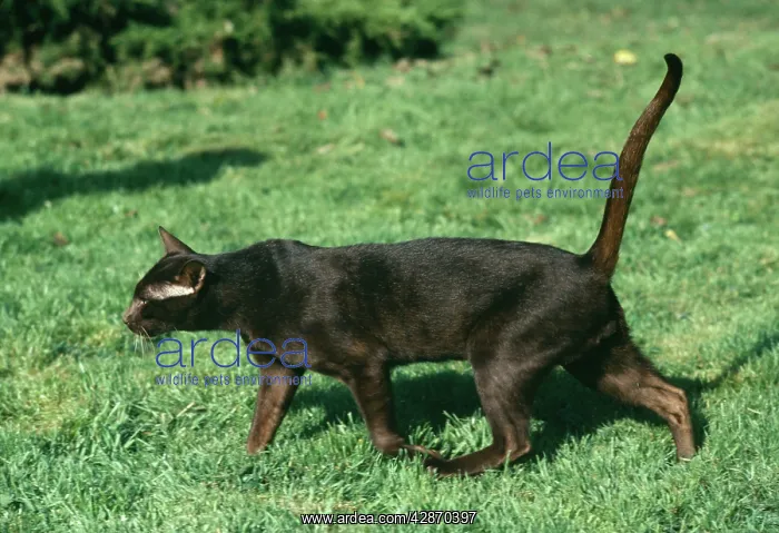  : CAT - Chestnut Havana, walking. Side profile