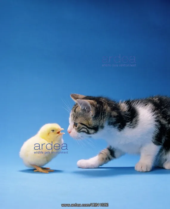 : CAT - Chick and kitten : CAT - Chick and kitten