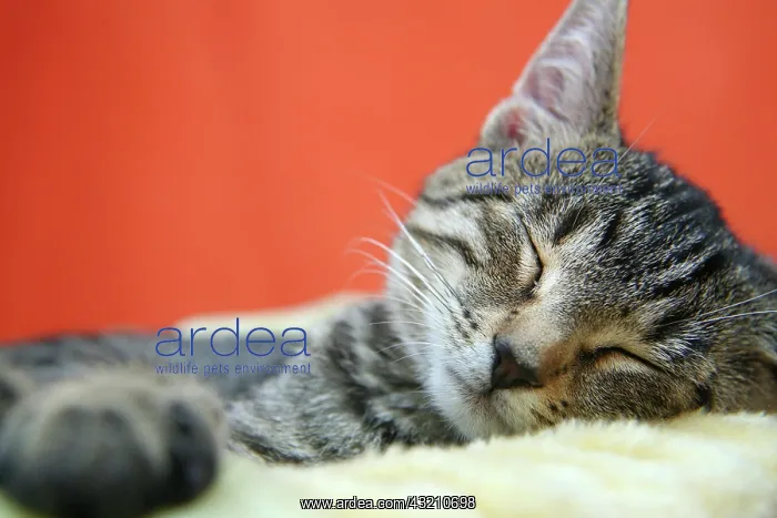 : Cat child : Cat child
