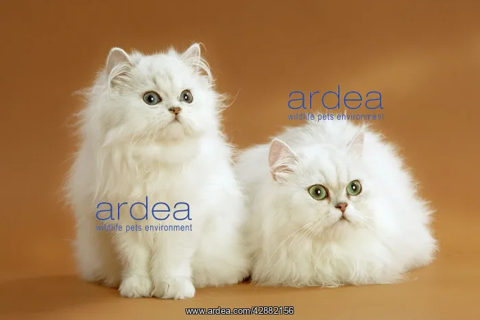  : Cat - Two Chinchilla cats in studio