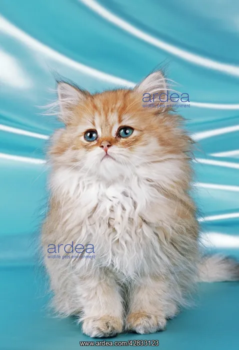 : CAT - Chinchilla kitten : CAT - Chinchilla kitten