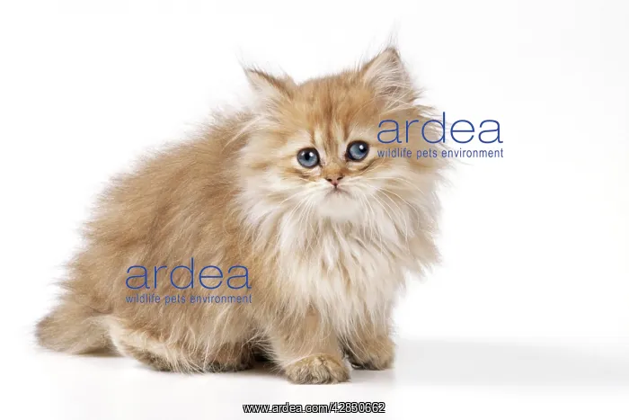 : CAT - Chinchilla Kitten, sitting : CAT - Chinchilla Kitten, sitting