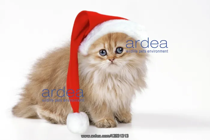 : Cat - Chinchilla kitten wearing Christmas hat : Cat - Chinchilla kitten wearing Christmas hat