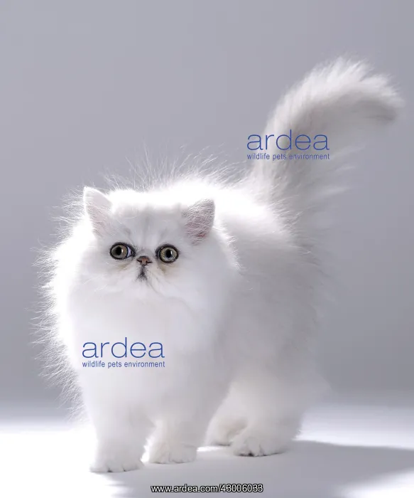  : Cat Chinchilla Persian