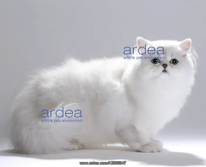  : Cat Chinchilla Persian