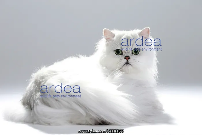  : Cat Chinchilla Persian