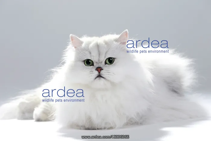  : Cat Chinchilla Persian