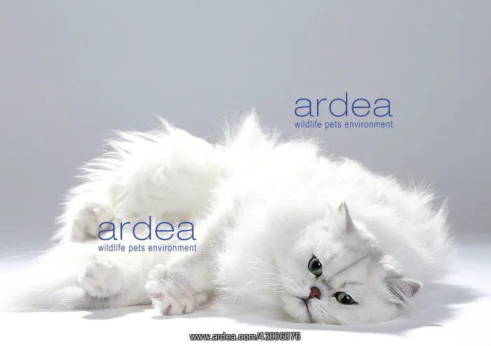  : Cat Chinchilla Persian