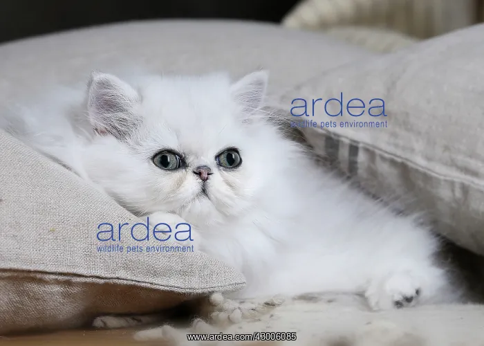 : Cat Chinchilla Persian : Cat Chinchilla Persian