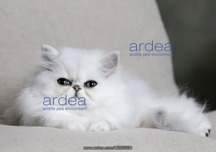 : Cat Chinchilla Persian : Cat Chinchilla Persian