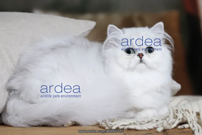 : Cat Chinchilla Persian : Cat Chinchilla Persian
