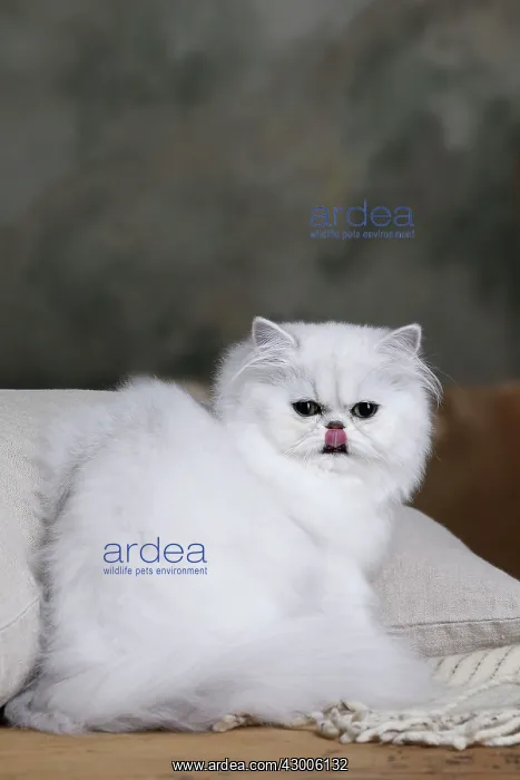 : Cat Chinchilla Persian : Cat Chinchilla Persian