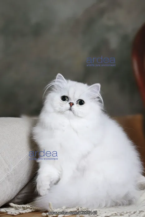  : Cat Chinchilla Persian