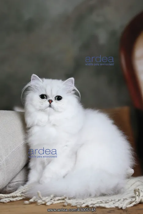  : Cat Chinchilla Persian