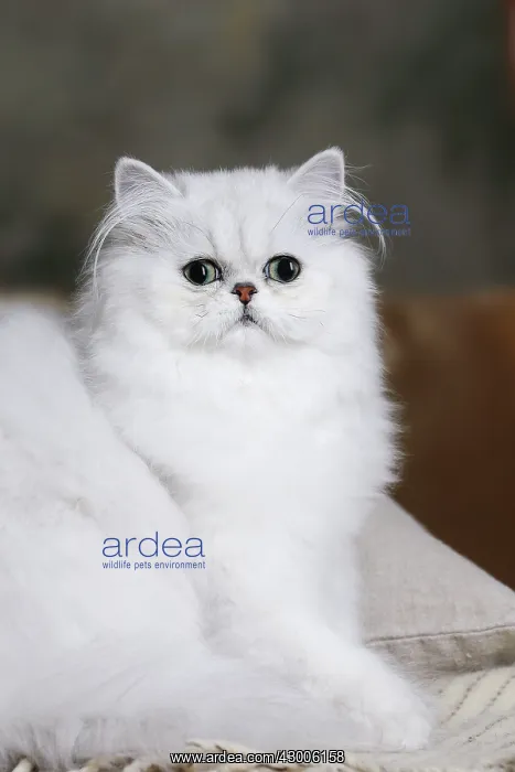  : Cat Chinchilla Persian