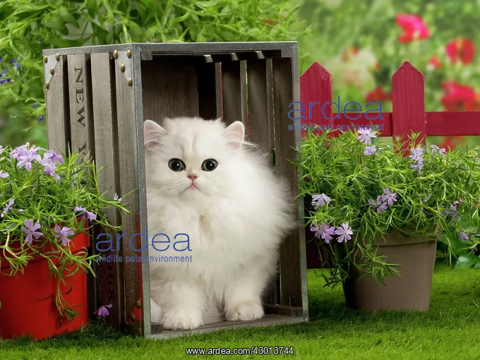 : Cat Chinchilla Persian Kitten : Cat Chinchilla Persian Kitten