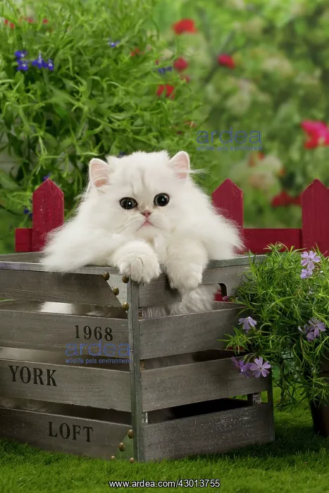 : Cat Chinchilla Persian Kitten : Cat Chinchilla Persian Kitten
