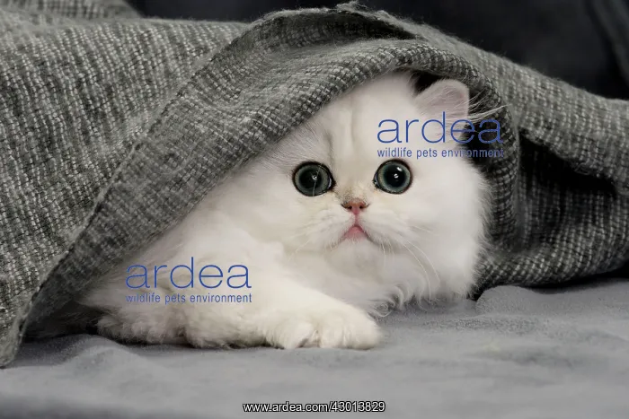 : Cat Chinchilla Persian Kitten : Cat Chinchilla Persian Kitten