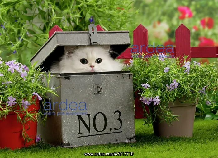 : Cat Chinchilla Persian Kitten in filing box : Cat Chinchilla Persian Kitten in filing box
