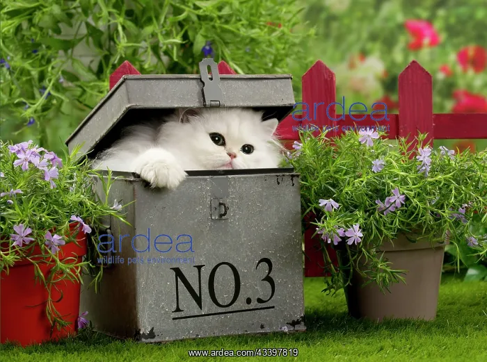 : Cat Chinchilla Persian Kitten in filing box : Cat Chinchilla Persian Kitten in filing box
