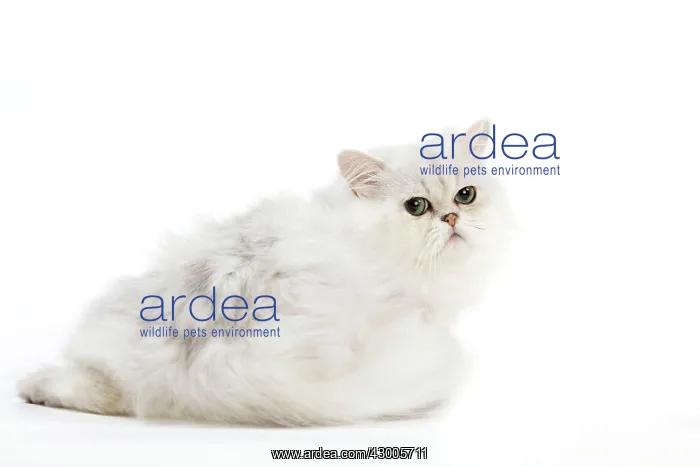 : Cat - Chinchilla Silver Shaded Persian : Cat - Chinchilla Silver Shaded Persian