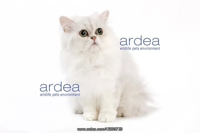 : Cat - Chinchilla Silver Shaded Persian : Cat - Chinchilla Silver Shaded Persian