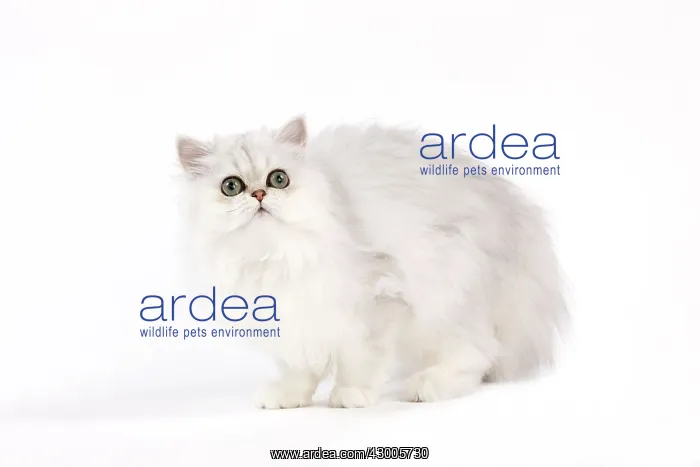 : Cat - Chinchilla Silver Shaded Persian : Cat - Chinchilla Silver Shaded Persian