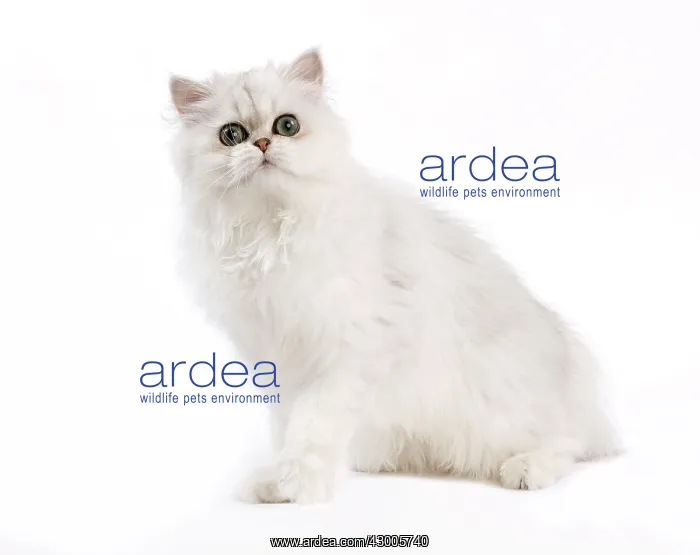 : Cat - Chinchilla Silver Shaded Persian : Cat - Chinchilla Silver Shaded Persian