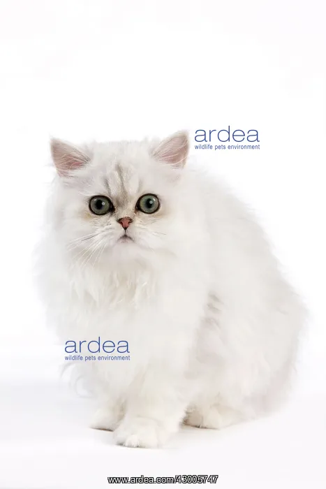  : Cat - Chinchilla Silver Shaded Persian