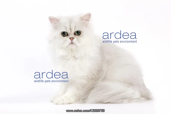: Cat - Chinchilla Silver Shaded Persian : Cat - Chinchilla Silver Shaded Persian