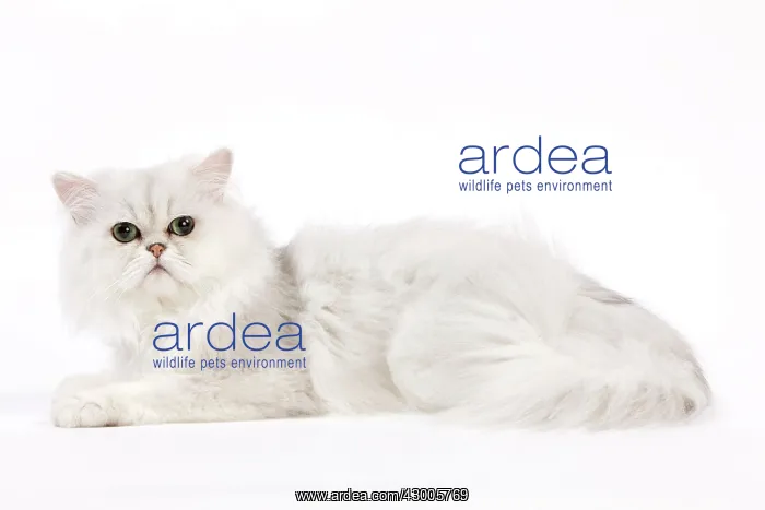 : Cat - Chinchilla Silver Shaded Persian : Cat - Chinchilla Silver Shaded Persian