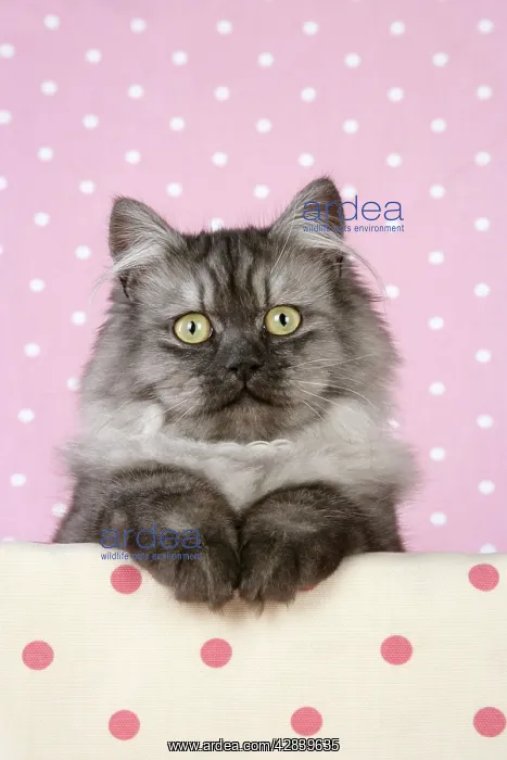 : Cat - Chincilla X Persian. dark silver smoke : Cat - Chincilla X Persian. dark silver smoke