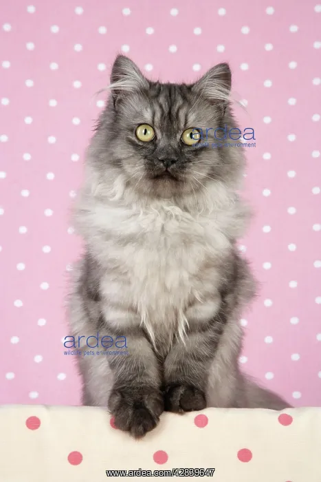 : Cat - Chincilla X Persian. dark silver smoke : Cat - Chincilla X Persian. dark silver smoke