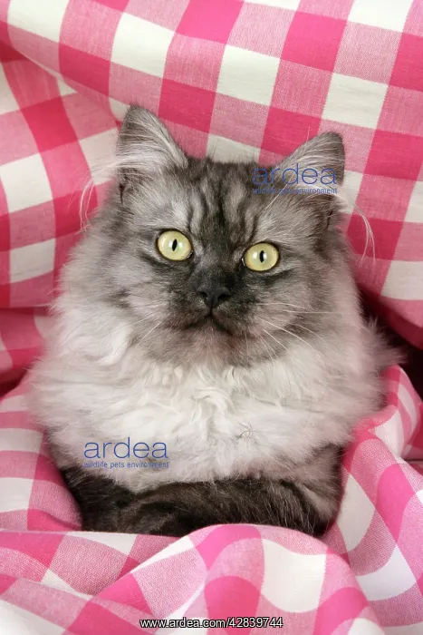 : Cat - Chincilla X Persian. dark silver smoke : Cat - Chincilla X Persian. dark silver smoke