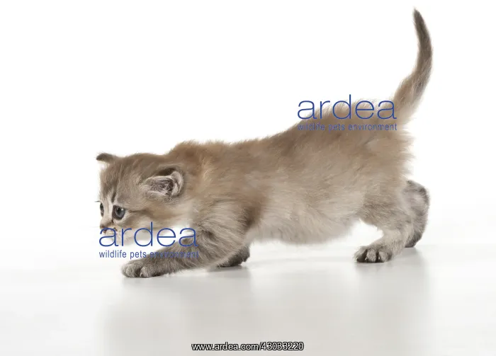 : CAT. choc Tiffanie kitten 6 weeks old : CAT. choc Tiffanie kitten 6 weeks old