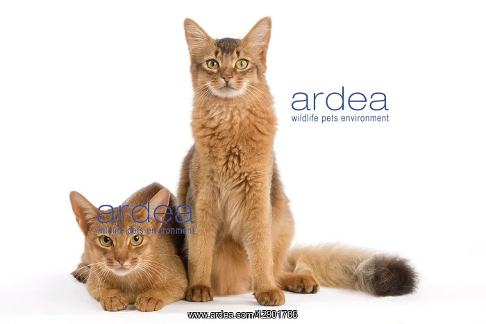 : Cat - Chocolate Abyssinian : Cat - Chocolate Abyssinian