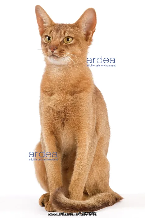 : Cat - Chocolate Abyssinian : Cat - Chocolate Abyssinian