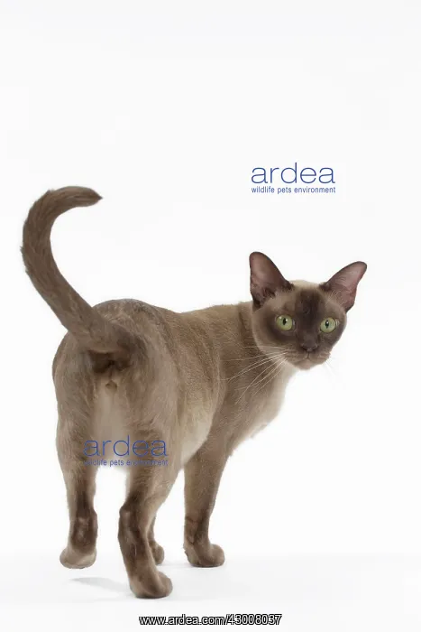 : Cat Chocolate Abyssinian : Cat Chocolate Abyssinian