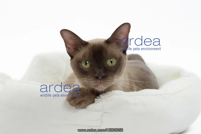 : Cat Chocolate Abyssinian : Cat Chocolate Abyssinian