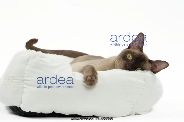 : Cat Chocolate Abyssinian : Cat Chocolate Abyssinian