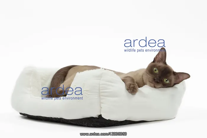: Cat Chocolate Abyssinian : Cat Chocolate Abyssinian