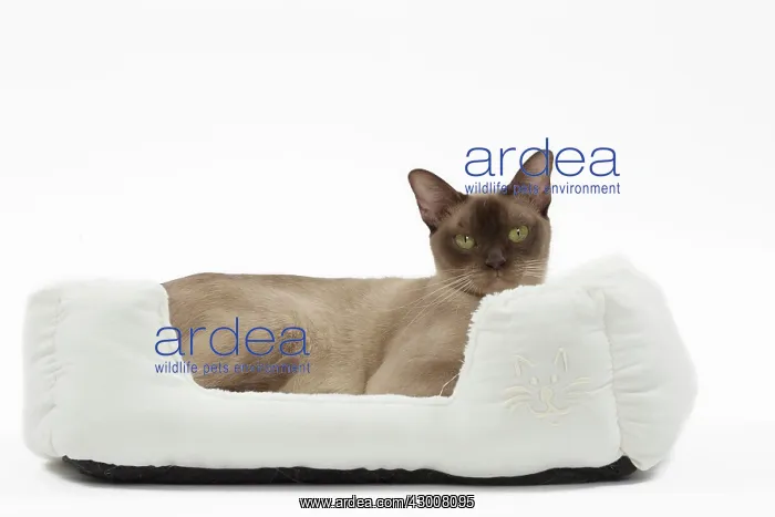 : Cat Chocolate Abyssinian : Cat Chocolate Abyssinian