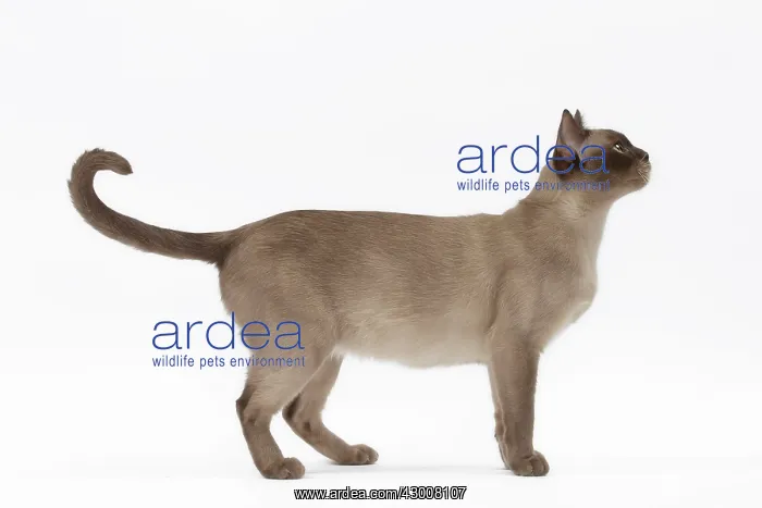 : Cat Chocolate Abyssinian : Cat Chocolate Abyssinian