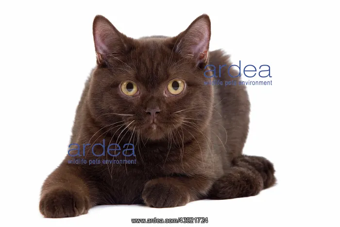 : Cat - Chocolate British Shorthair : Cat - Chocolate British Shorthair