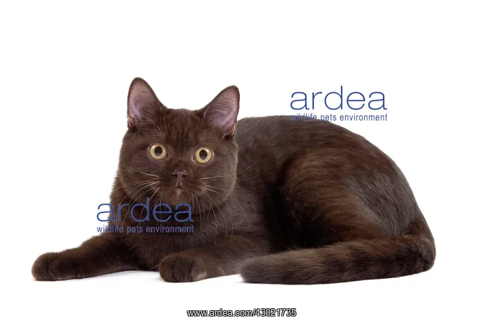 : Cat - Chocolate British Shorthair : Cat - Chocolate British Shorthair