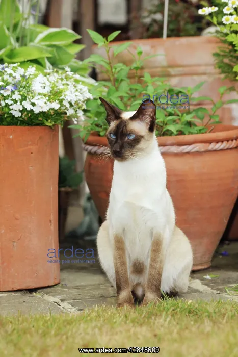: CAT. Chocolate point siamese cat sitting in front : CAT. Chocolate point siamese cat sitting in front