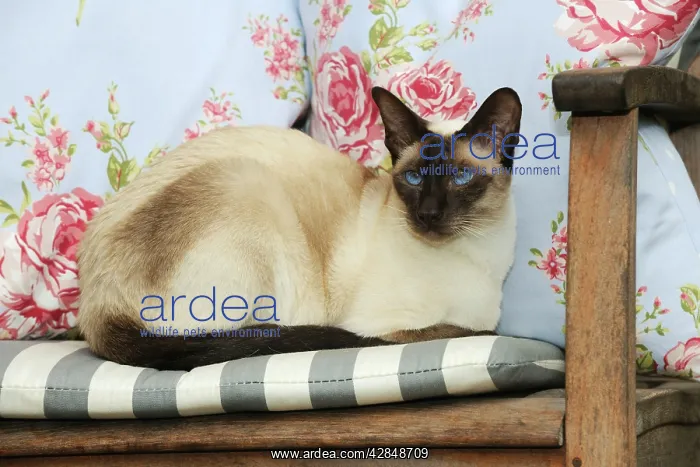 : CAT. Chocolate point siamese cat sitting on a garden chair : CAT. Chocolate point siamese cat sitting on a garden chair